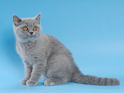 шотландский кот Amadey (голубой)