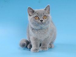 шотландский кот Amadey (голубой)