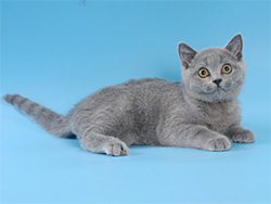 шотландский кот Antey (голубой)