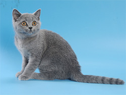 шотландский кот Antey (голубой)
