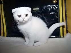 шотландская вислоухая кошка Adelia (белая с оранжевыми глазами)