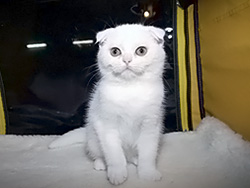 шотландская вислоухая кошка Adelia (белая с оранжевыми глазами)