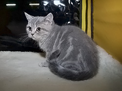шотландская кошка Adelina (голубая мраморная)