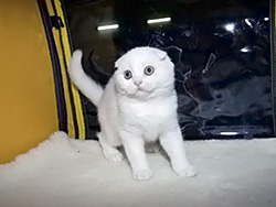 шотландский вислоухий кот Altair (белый с оранжевыми глазами)