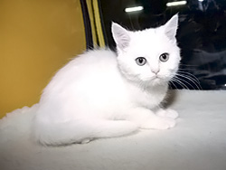 шотландский кот  Antey (белый с оранжевыми глазами)