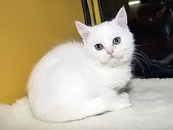 шотландский кот  Antey (белый с оранжевыми глазами)