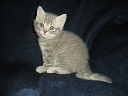 шотландские котята (голубые пятнсттые)