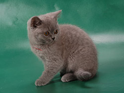 британская кошка (окрас - голубой)