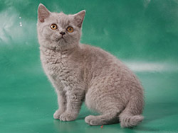 британская кошка (окрас - голубой)