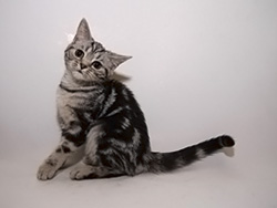 шотландская (черная серебристая мраморная) кошка Carmiliya