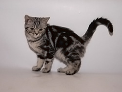 шотландская (черная серебристая мраморная) кошка Carmiliya