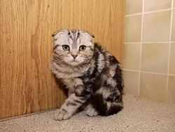 шотландская вислоухая кошка Emily (черная серебристая мраморная)