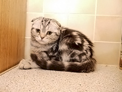 шотландская вислоухая кошка Emily (черная серебристая мраморная)
