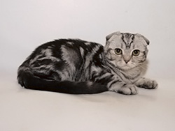 шотландский вислоухий кот Emotion (черный серебристый мраморный)