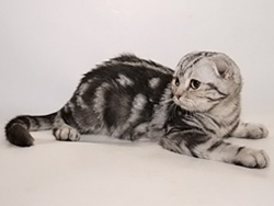 шотландский вислоухий кот Emotion (черный серебристый мраморный)