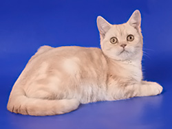 шотландский кот Floy (кремовый серебристый мраморный)