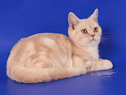 шотландский кот Floy (кремовый серебристый мраморный)