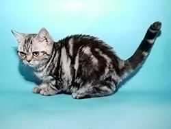 шотландская кошка Halida (черная серебристая мраморная)
