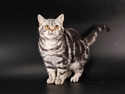 шотландская кошка Halifa (черная серебристая мраморная)