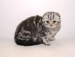 шотландский вислоухий кот (черный серебристый мраморный)