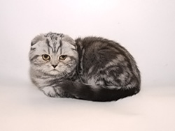 шотландский вислоухий кот (черный серебристый мраморный)