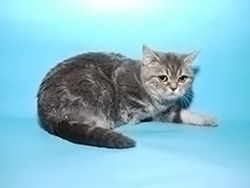 шотландская кошка Lubasha (голубая мраморная)