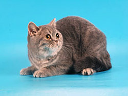 вислоухий котик (голубой пятнистый)