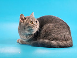 шотландская кошка (голубой пятнистый)