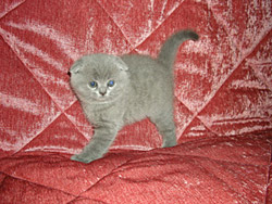 вислоухий кот Oswald (голубой)