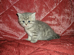 шотландская кошка Onega (голубая пятнистая)