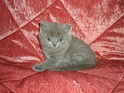 шотландский кот Oxford (голубой)