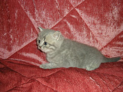 шотландский кот Orbit (голубой пятнистый)