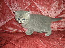 шотландский кот Orbit (голубой пятнистый)