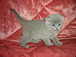 вислоухий кот Oswald (голубой)