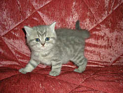 шотландская кошка Onega (голубая пятнистая)