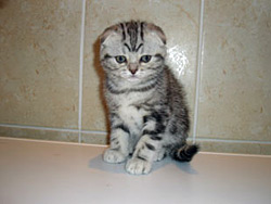 Vanity Fair - шотландская вислоухая кошка (черный серебристый мрамор)