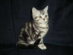 Venus - шотландская кошка (черный серебристый мрамор)