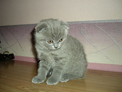 шотландская вислоухая кошка (окрас-голубой ) - продажа