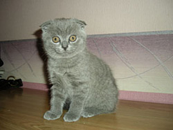 шотландская вислоухая кошка (окрас-голубой ) - продажа